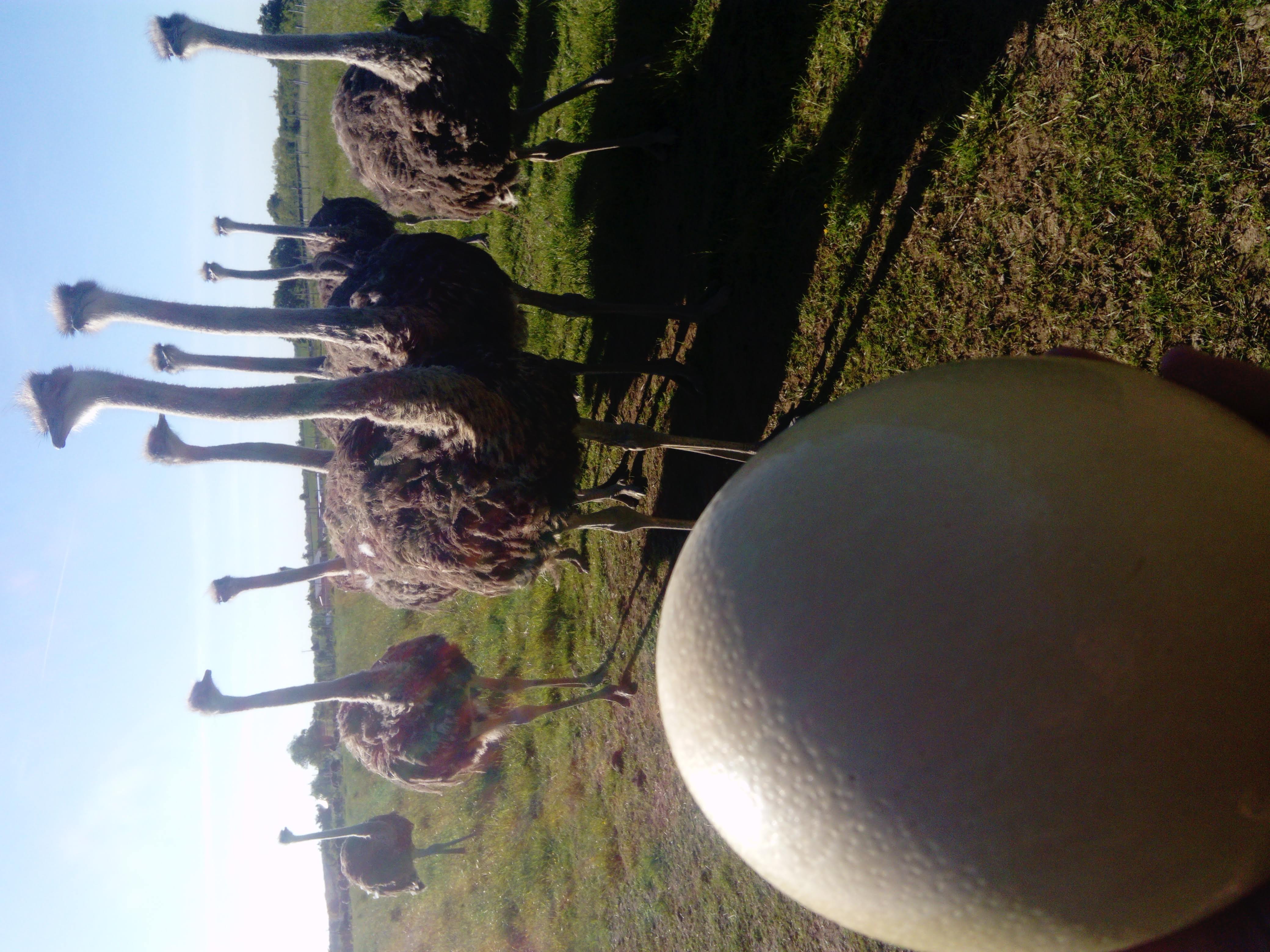 La Balade des autruches, La Peyratte - photo 7