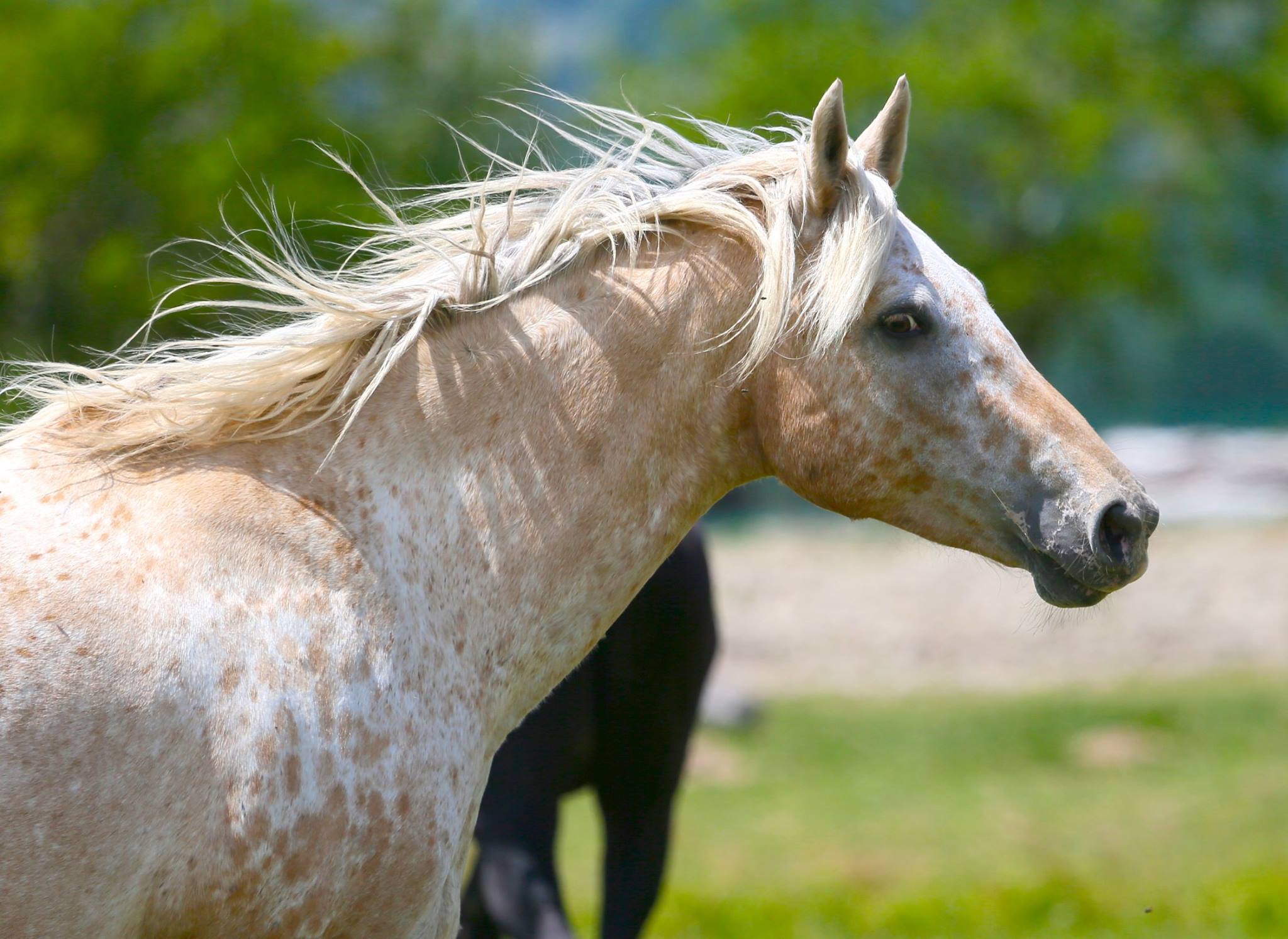 Association Equestre "Aux Equins d'Asthari"