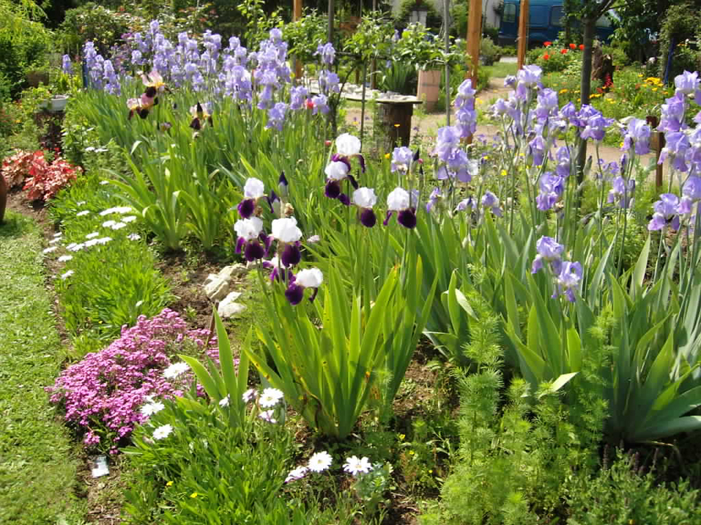 Au Paradis des fleurs et des oiseaux, Availles-Limouzine - photo 6