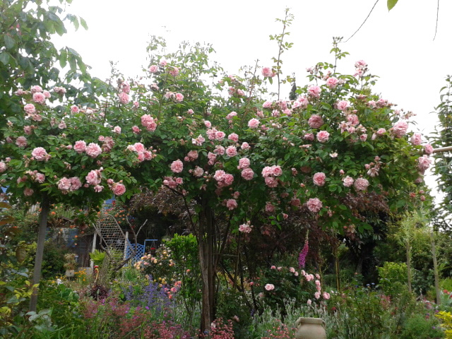 Au Paradis des fleurs et des oiseaux, Availles-Limouzine - photo 15
