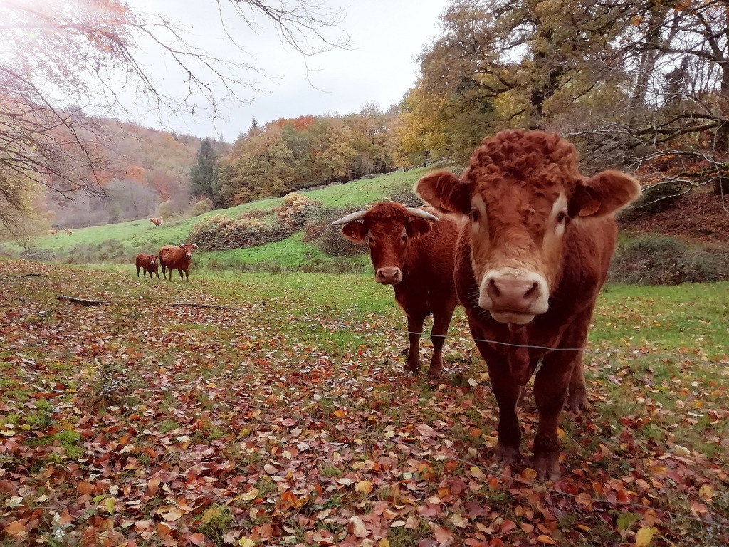 La Bergerie du Limousin, Sainte-Anne-Saint-Priest - photo 3