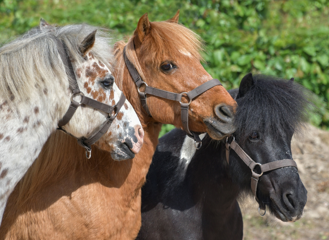 Conte et activités avec des poneys