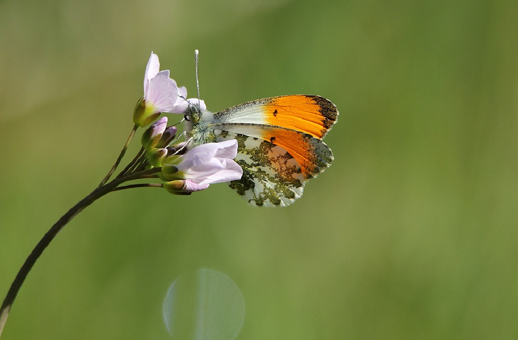 Balades Cultures et Nature : Cadouin: quand les moines observent les insectes — visuel événement