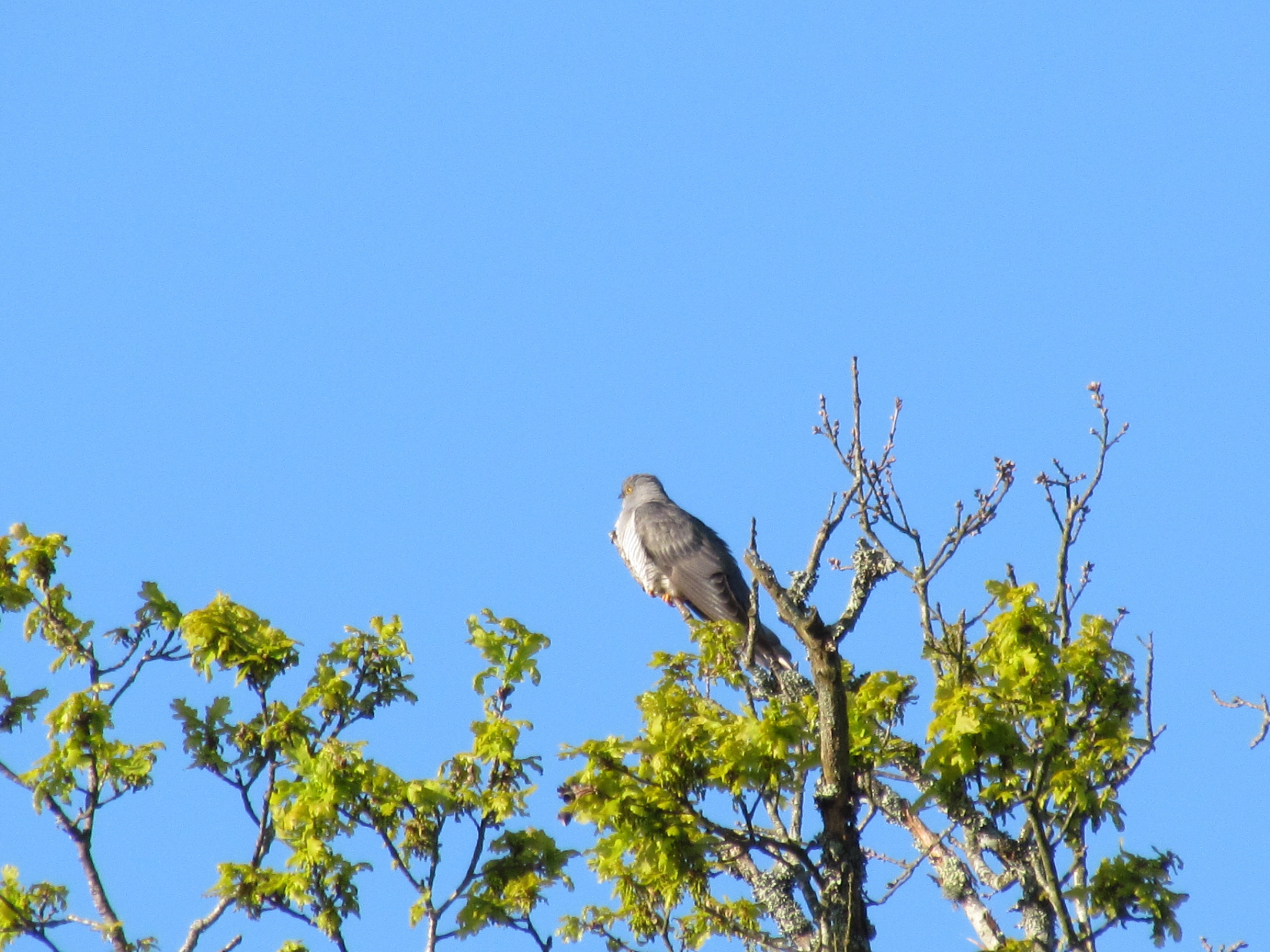 Balade nature : la symphonie des oiseaux