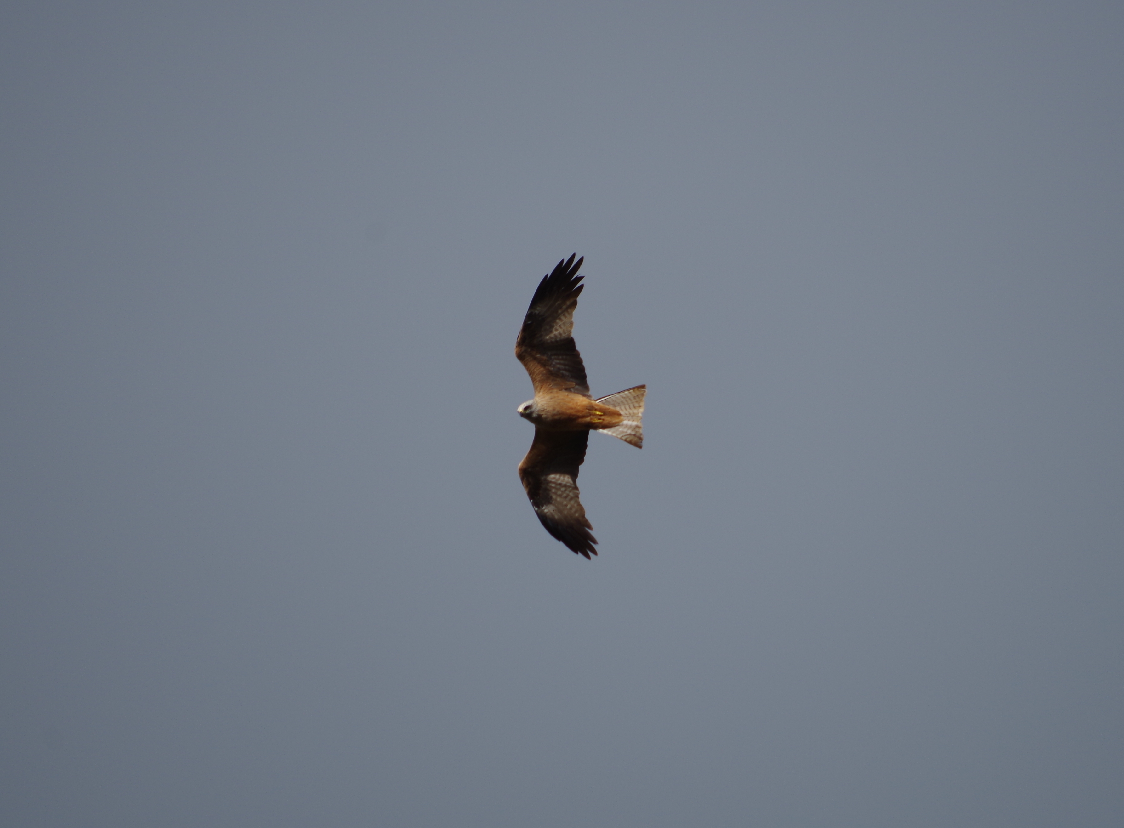 Balade nature : la symphonie des oiseaux, Sainte-Eulalie-en-Born - photo 2