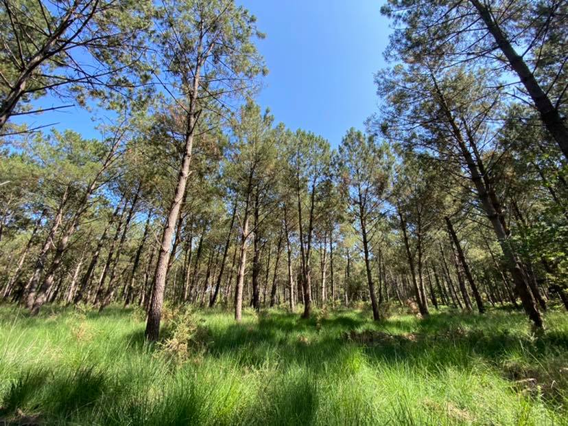 Sentier Lou coupe-came - photo 2