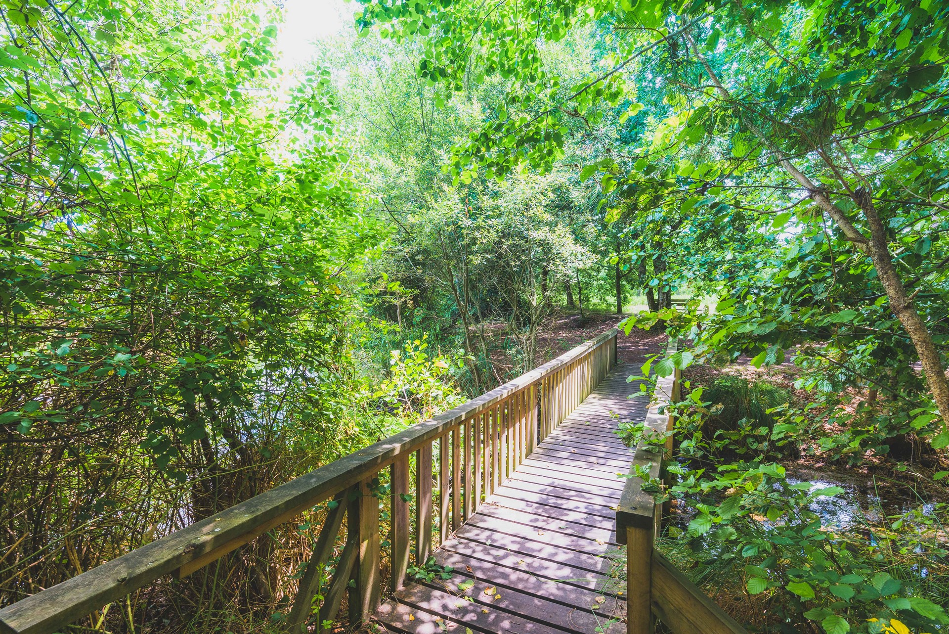 Balade autour de l'Arboretum d'Ychoux, Ychoux - photo 3