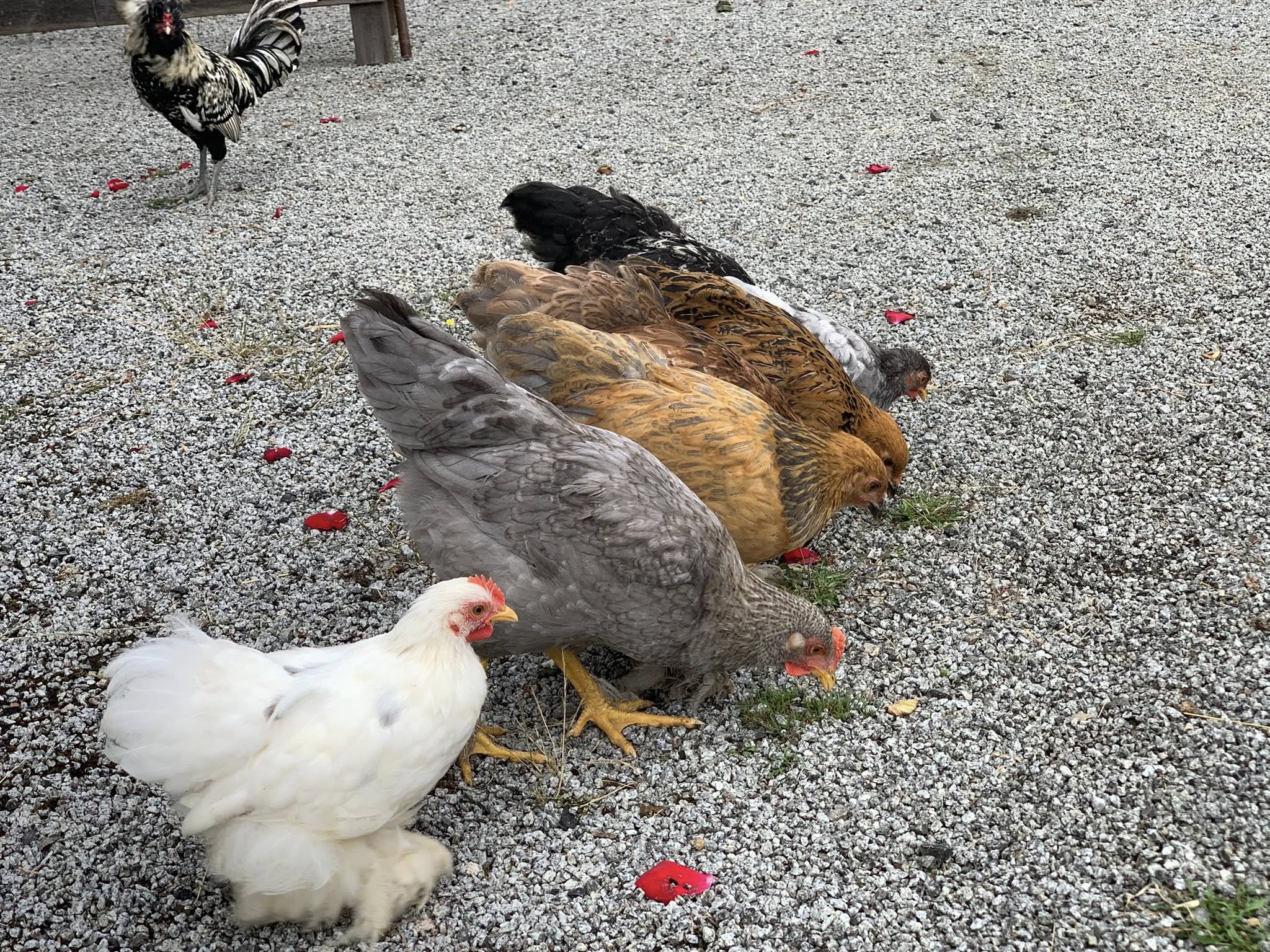 Tonte à la ferme pédagogique du domaine D'Hestia