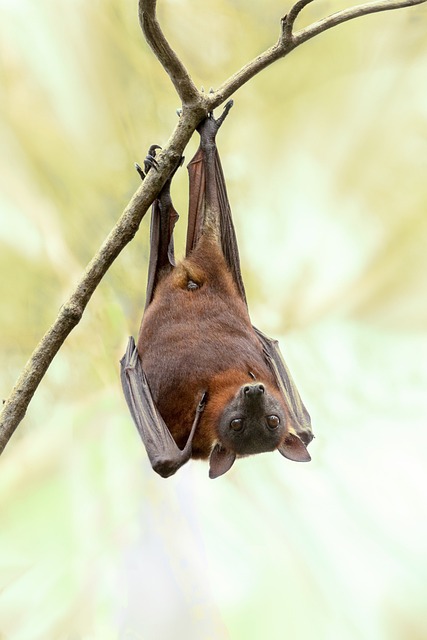 Balade nature : Le monde des chauves-souris — visuel événement