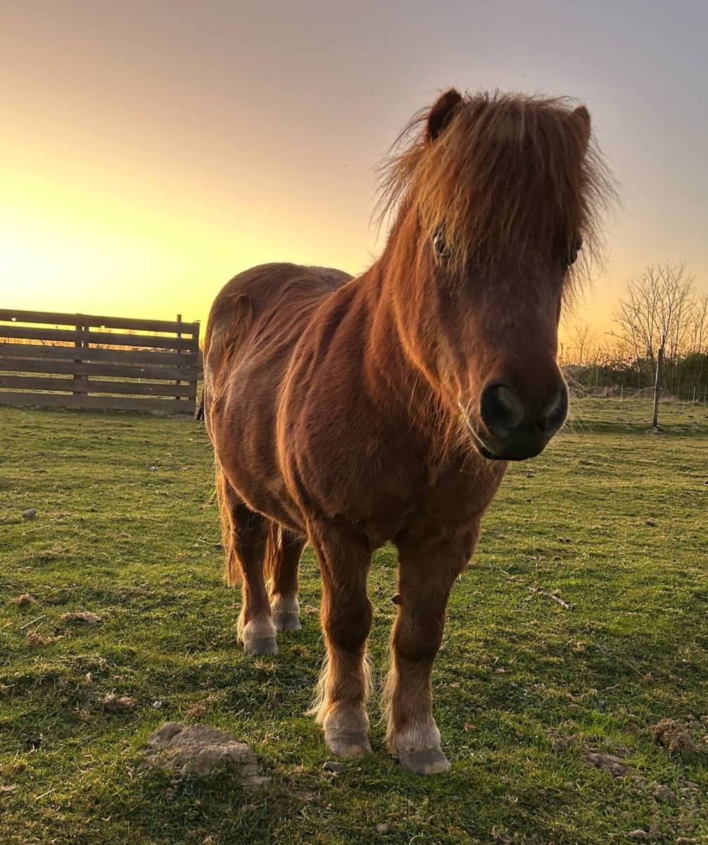 La Maison du Mestrot, Estillac - photo 13