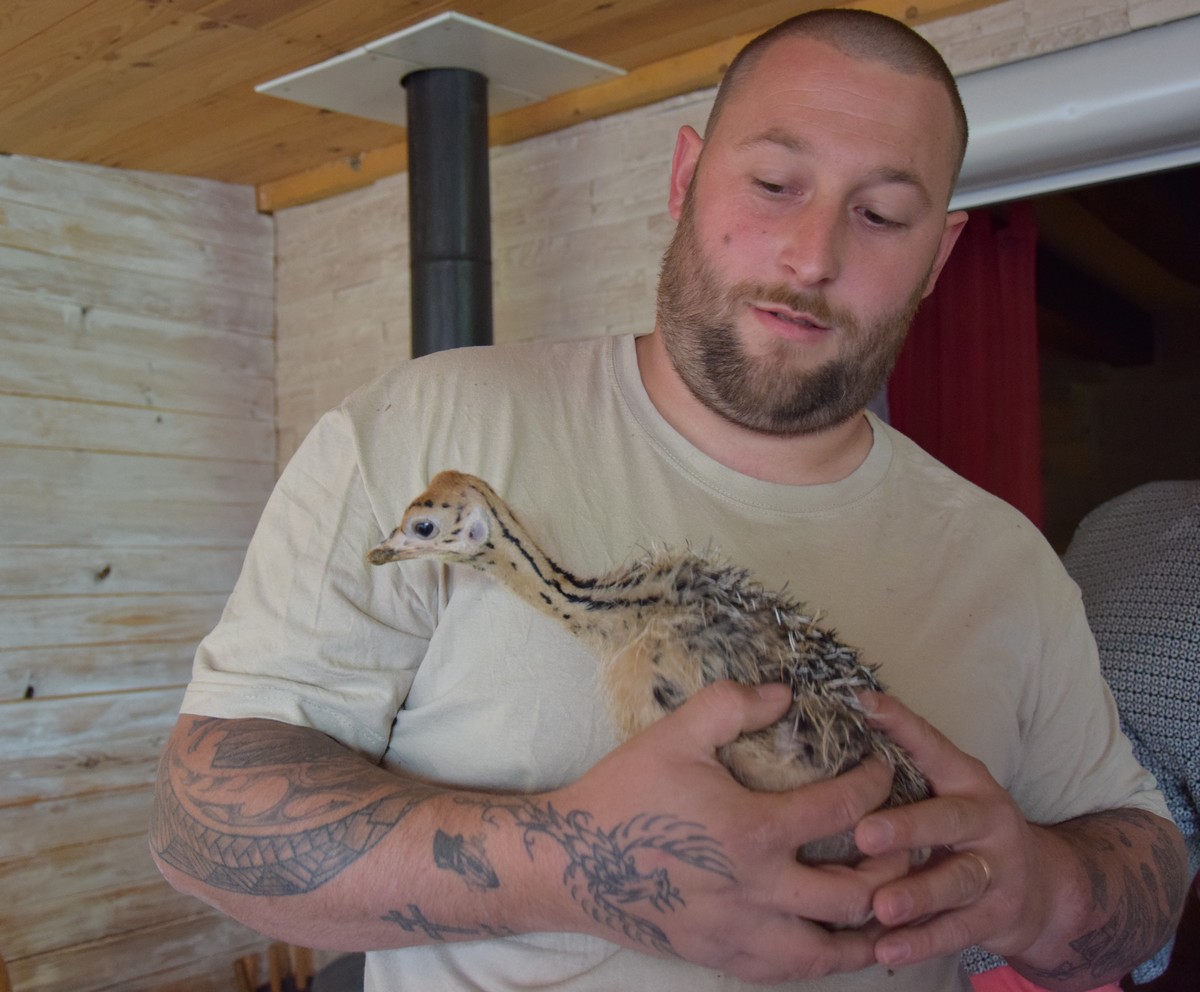 L'Autruche Neuvicoise - photo 2