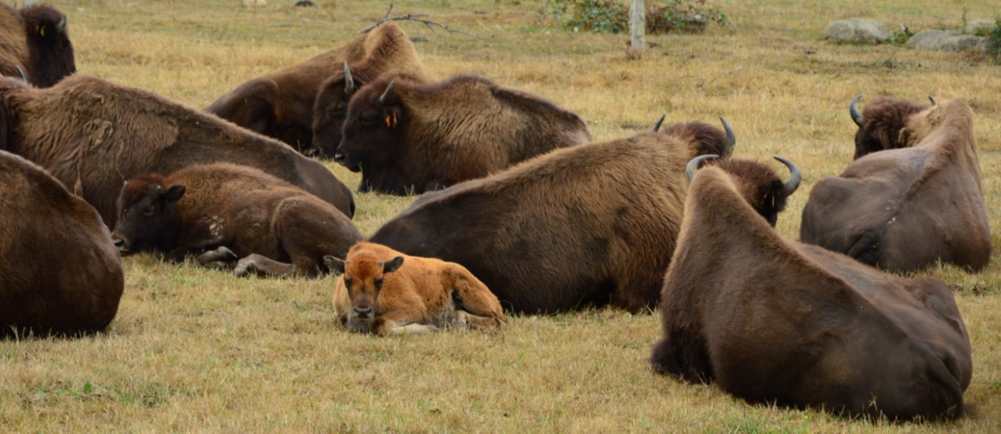 Elevage de bisons du palais, Bourganeuf - photo 5