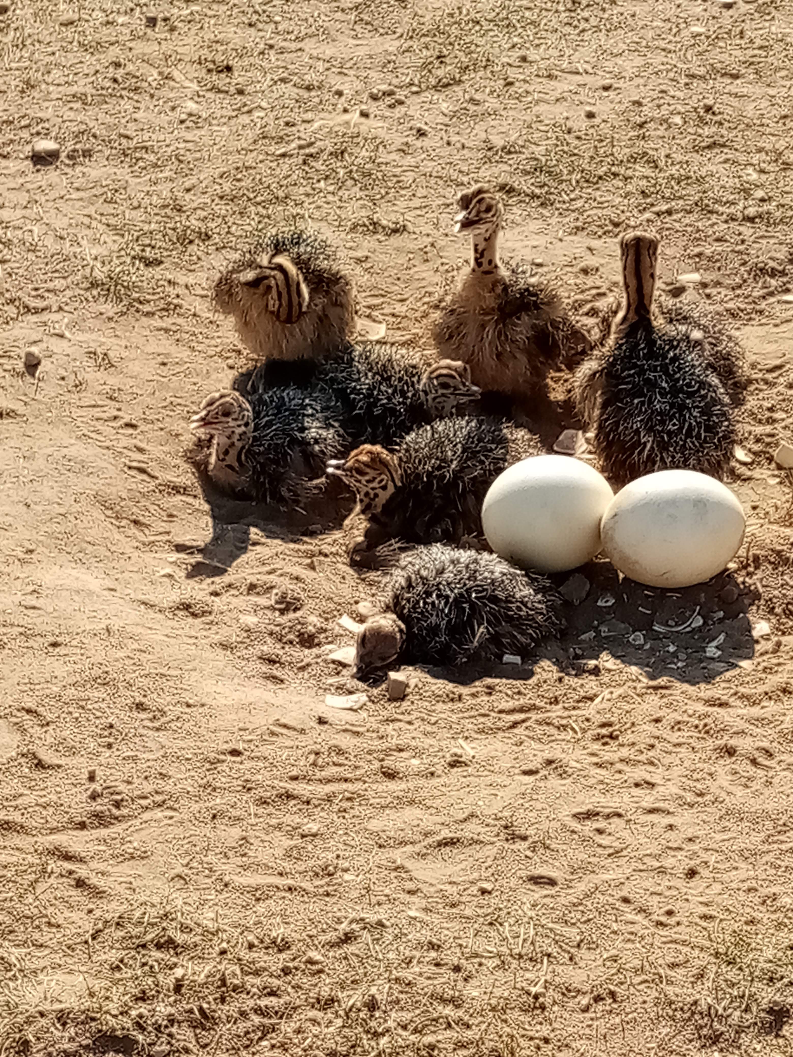 La Balade des autruches, La Peyratte - photo 5