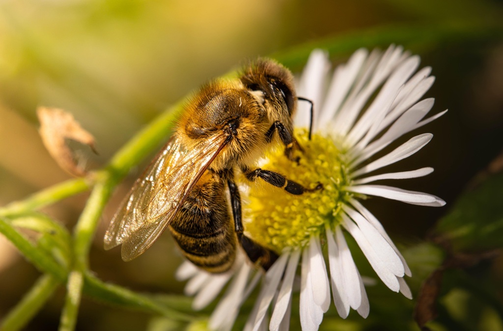 Eté actif | A la rencontre des abeilles | Lac de Gurson — visuel événement