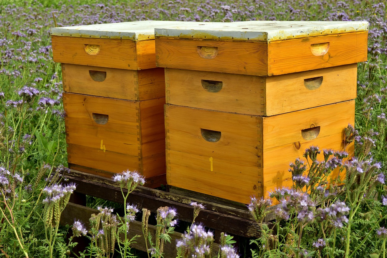 La belle abeille
