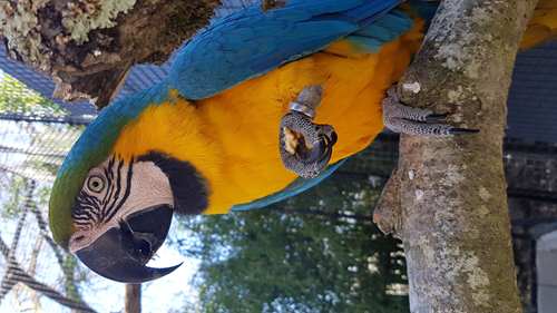 Z'animoland, Monbalen - photo 6