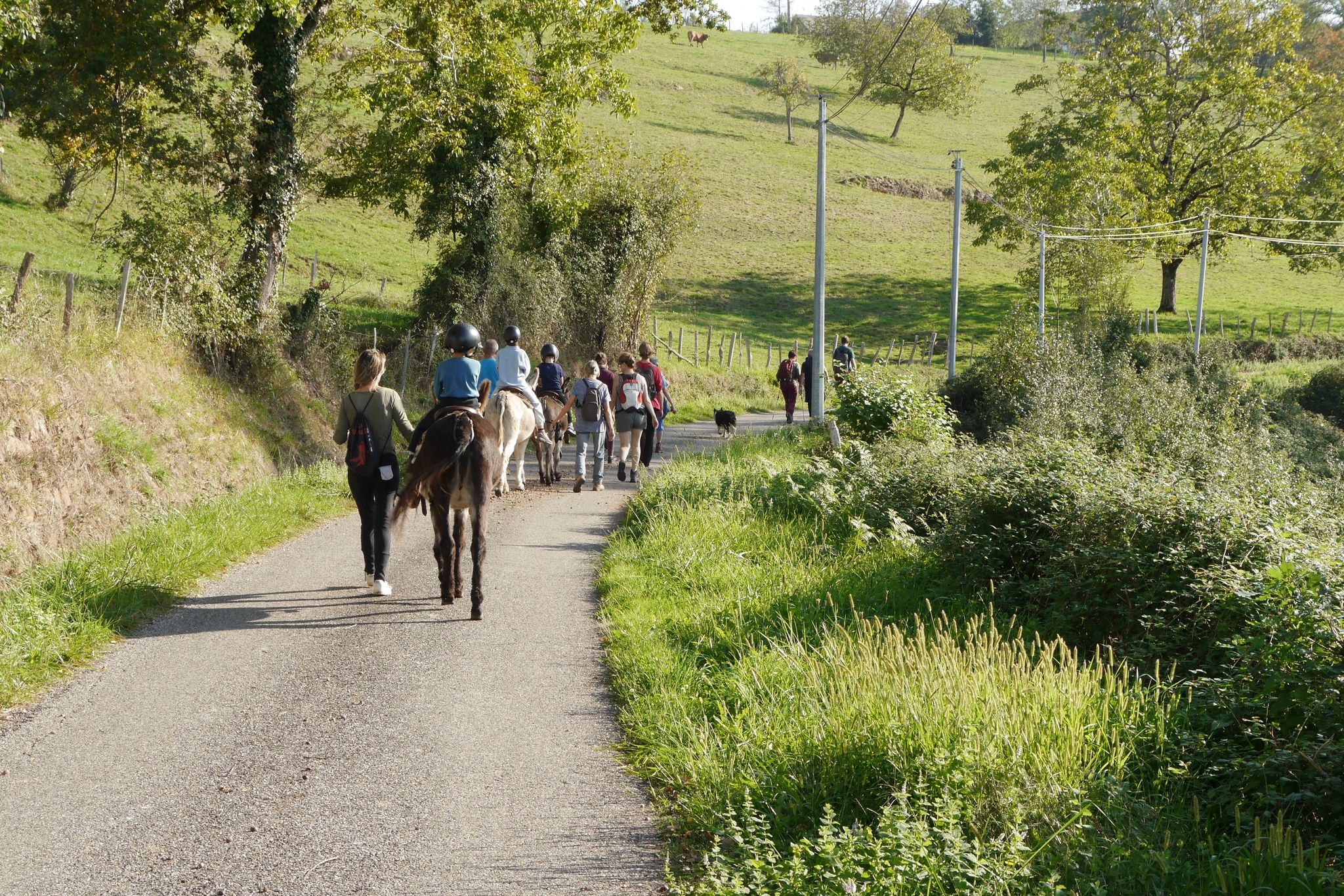 Histoires d' Ânes - photo 2