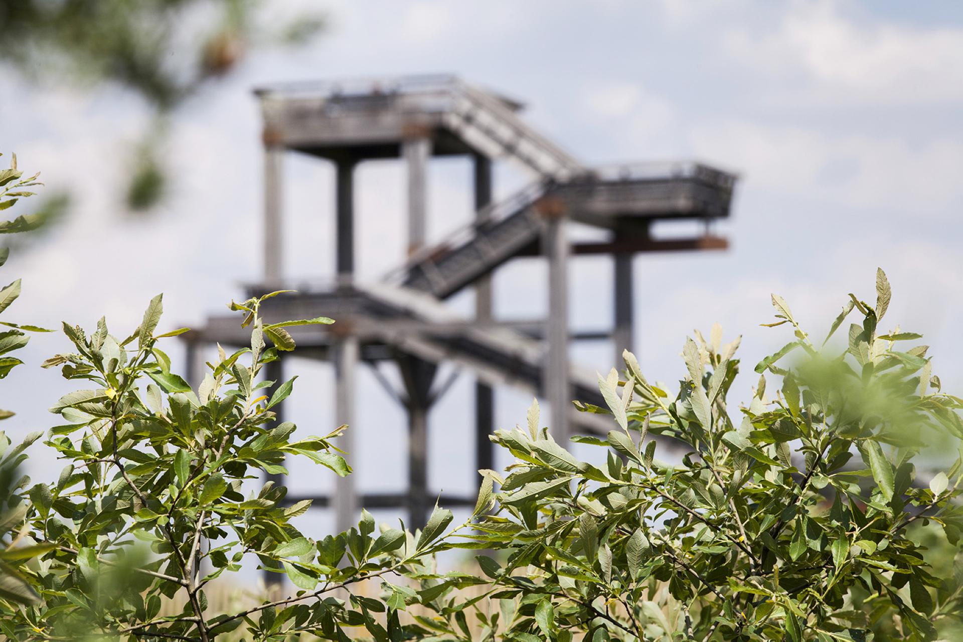 Forêt du Bourgailh, Pessac - photo 2