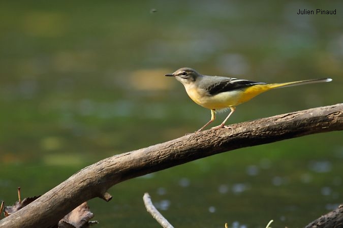 Gorges de l'Auvézère - photo 5