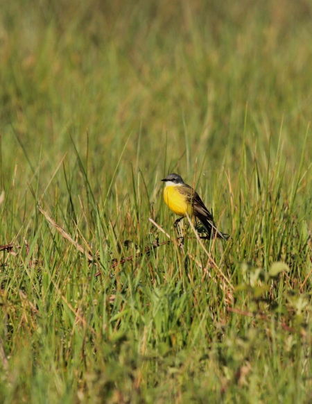 Marais de la Maréchale, Ordonnac - photo 11