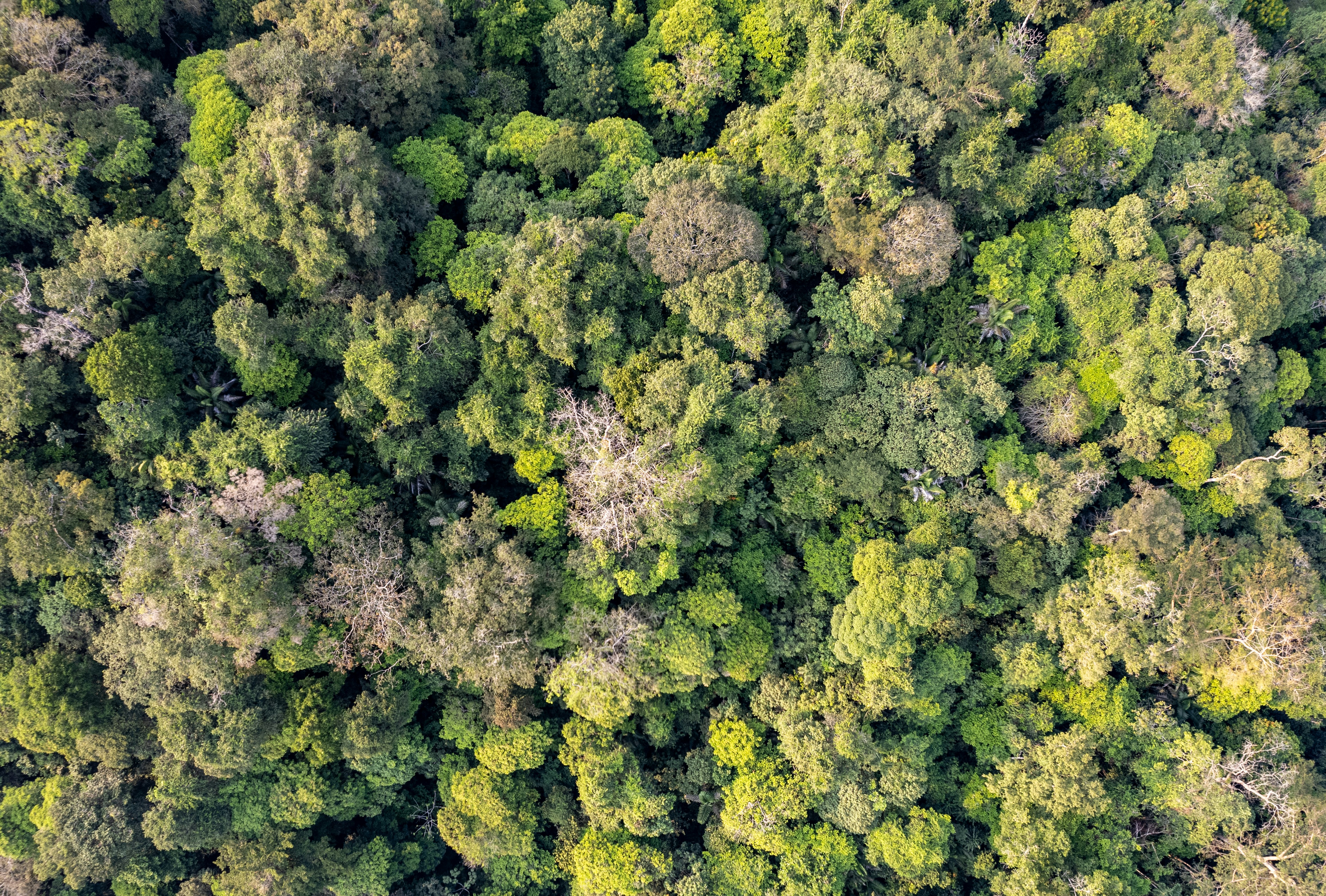 Sortie Nature : Gestion forestière durable illustrée