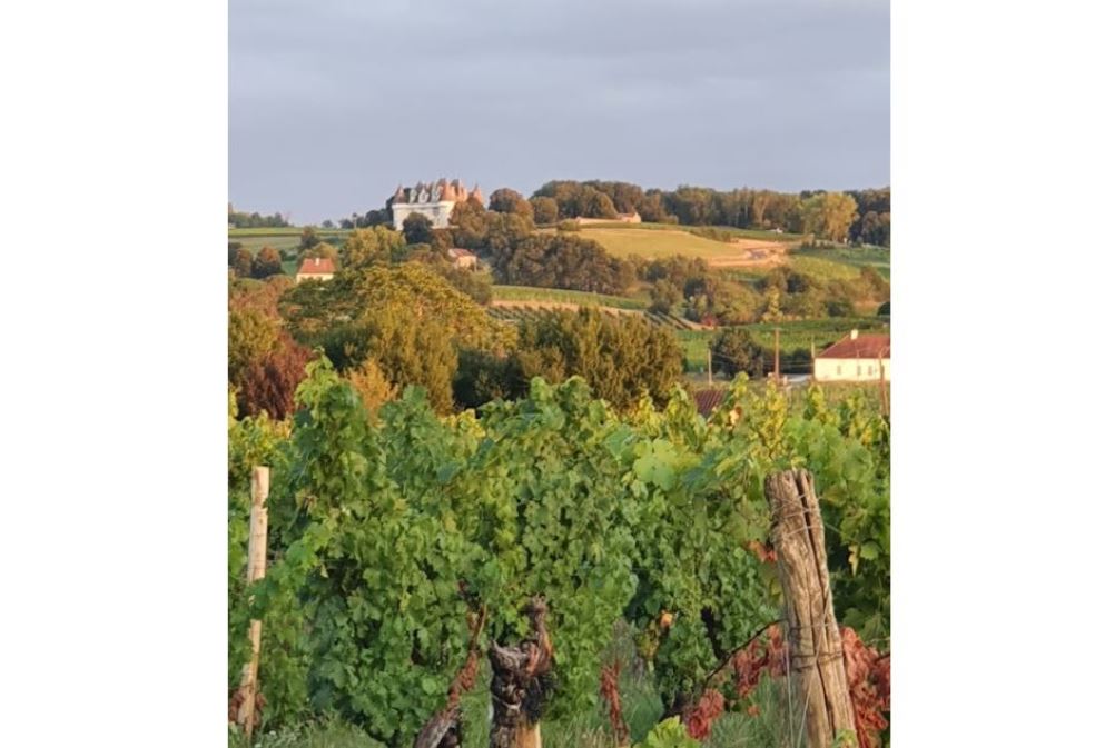 Clair de Vigne, Monbazillac - photo 9