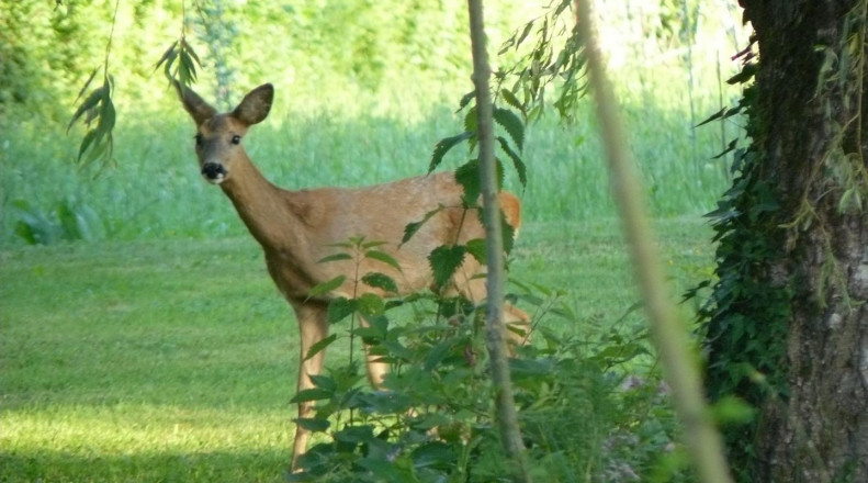 La Berlière - Gîte nature, Saint-Pardoux-Soutiers - photo 4
