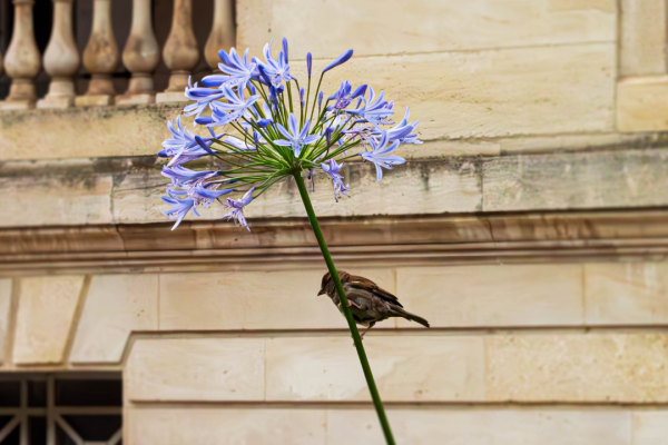 Plumes, becs et griffes – Les animaux en ville