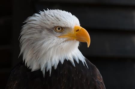 Découverte animaux et rapaces des Pyrenees Découverte animaux et rapaces des Pyrenees