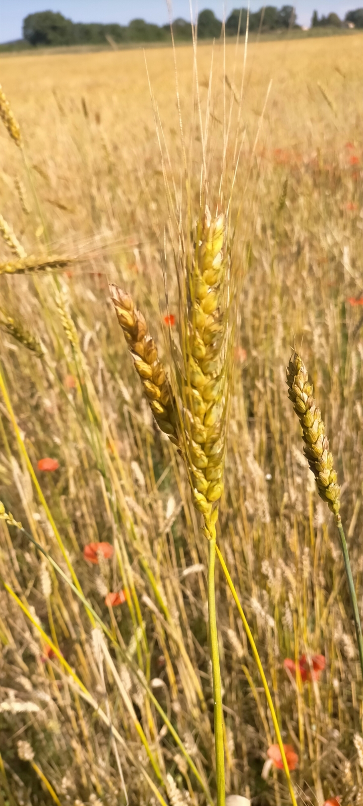 Terre ferme — photo 3