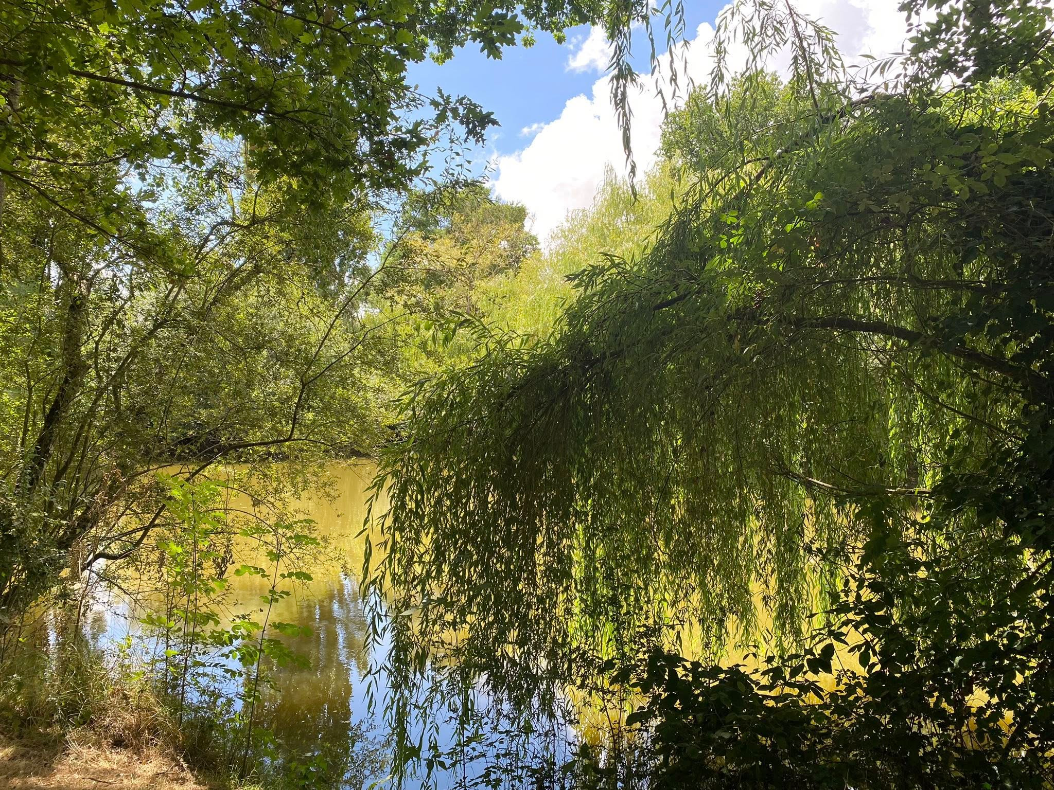 Aire de Pique-Nique - Mare des Gasses - photo 4