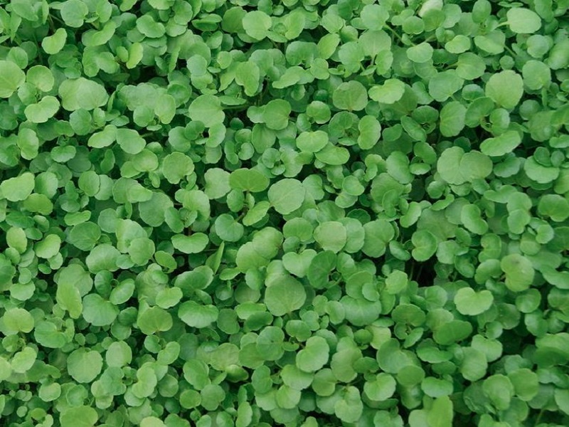 Les Cressonnières d'Aquitaine