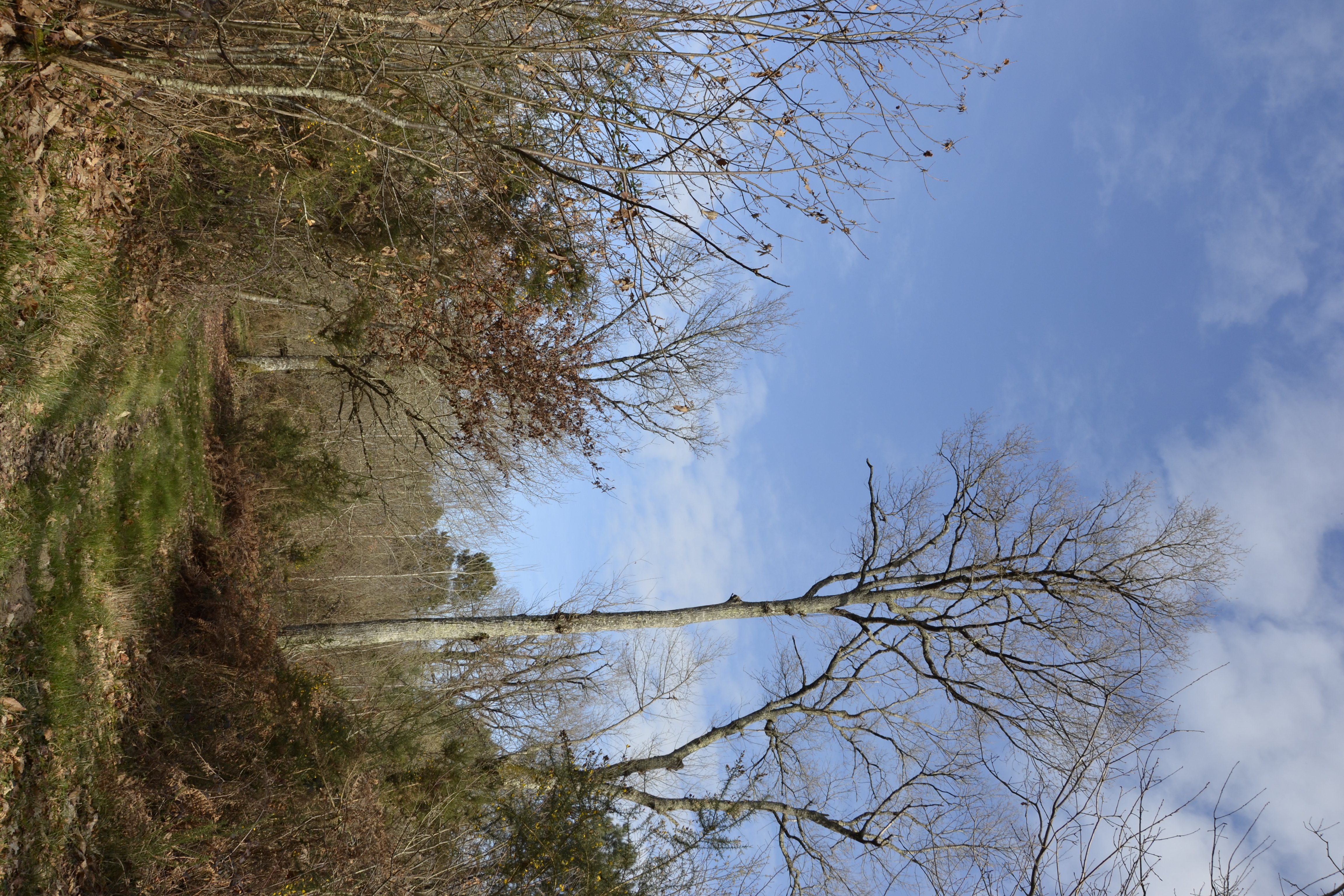 Boucle de la Bassanne - photo 4