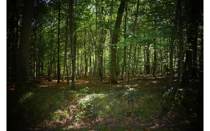 Forêt domaniale de Bastard