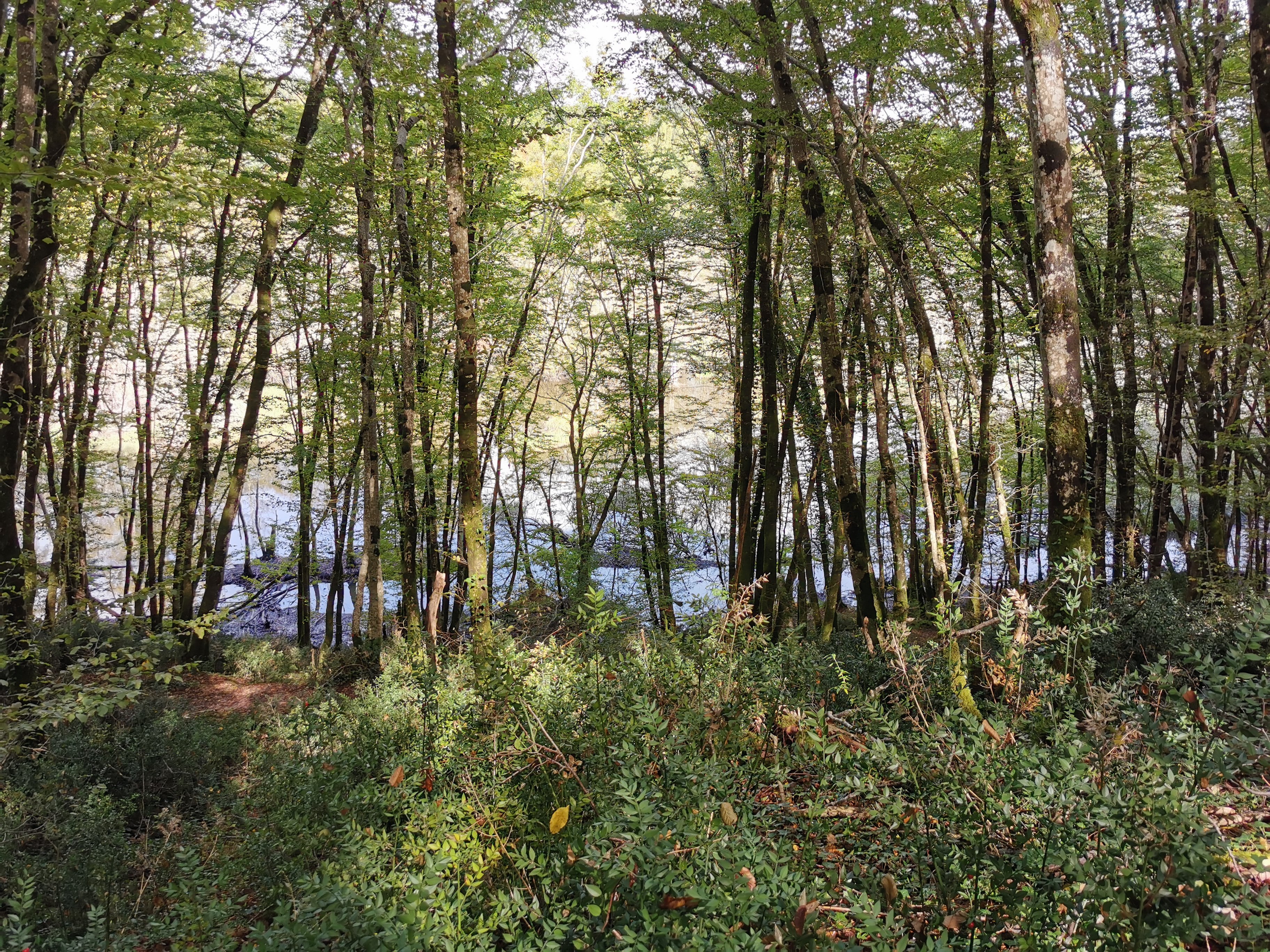 Espace naturel du Bois de la Pimpine