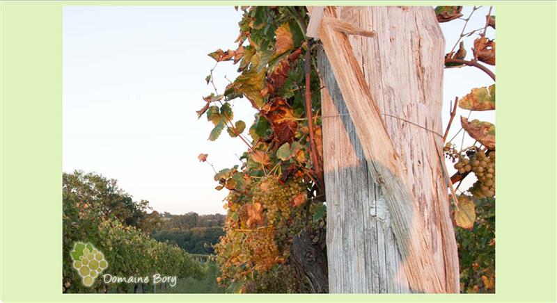 Domaine Bory