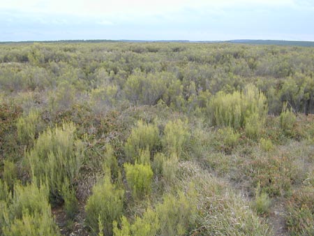 Boucle de la Réserve du Pinail, Bonneuil-Matours