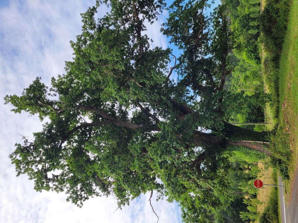 Boucle du Nègre aux petits Clauds - photo 3
