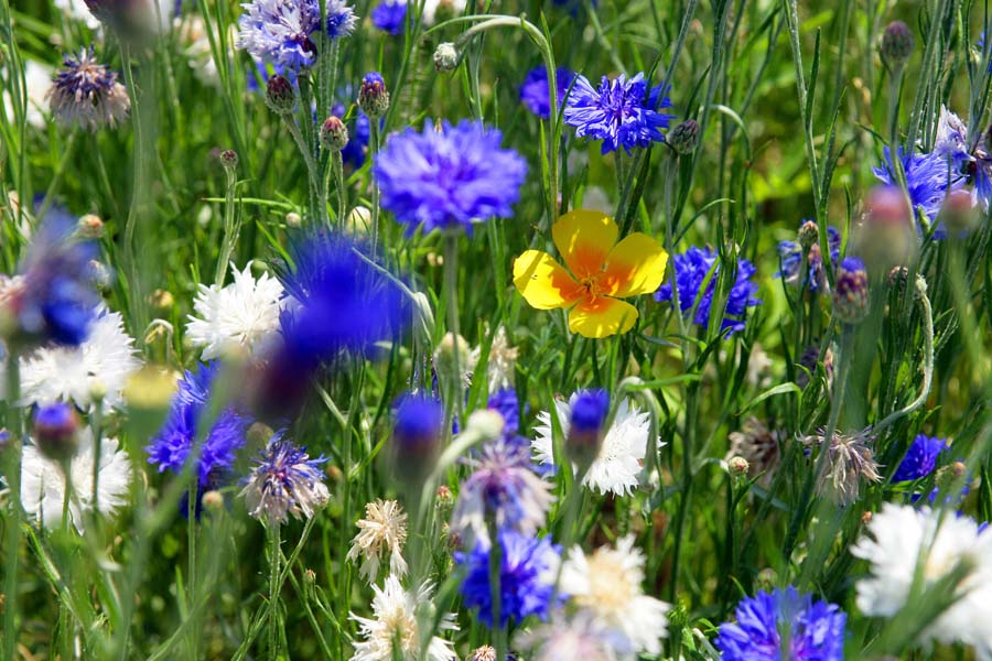 Vide jardin