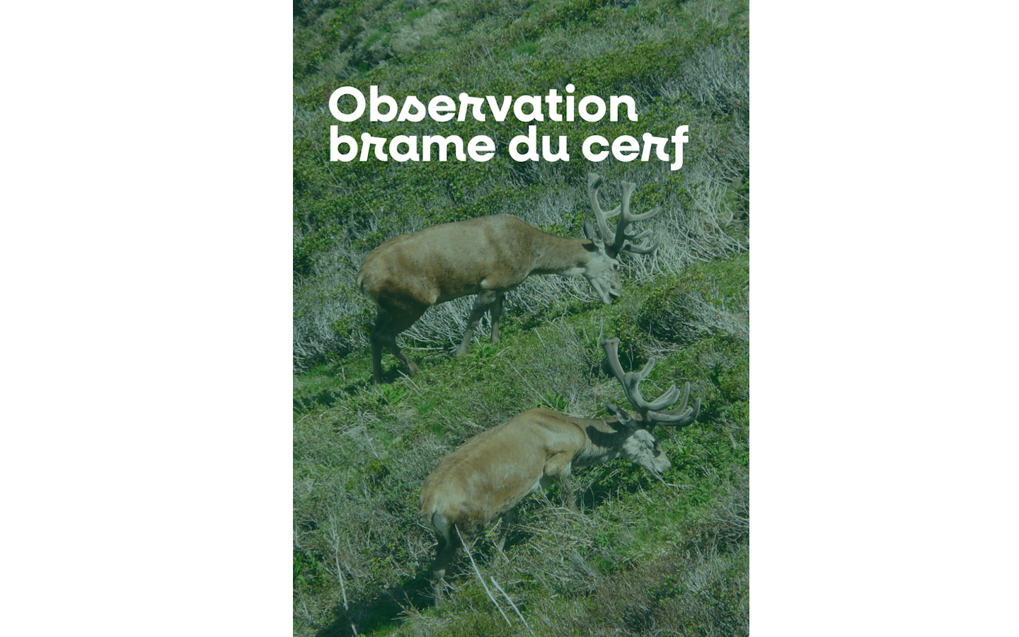 Sortie nature à l'écoute du brame du cerf