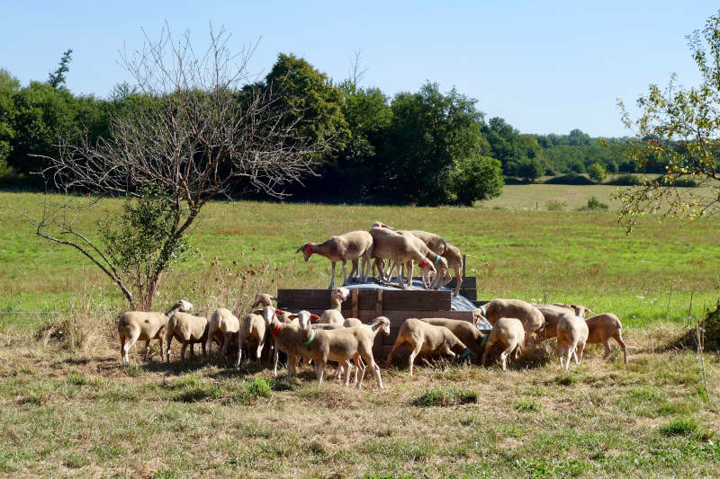 Bergerie de Lanouaille - photo 5
