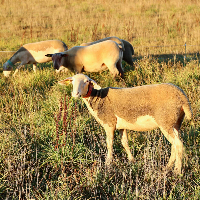 Bergerie de Lanouaille - photo 2