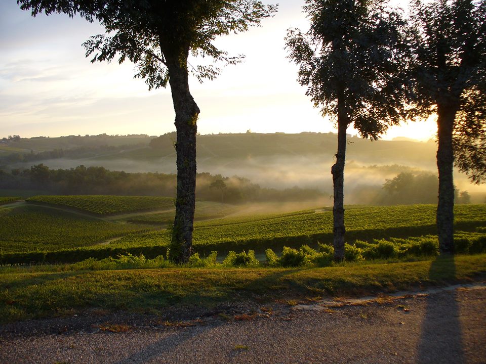 Vignoble Tinon