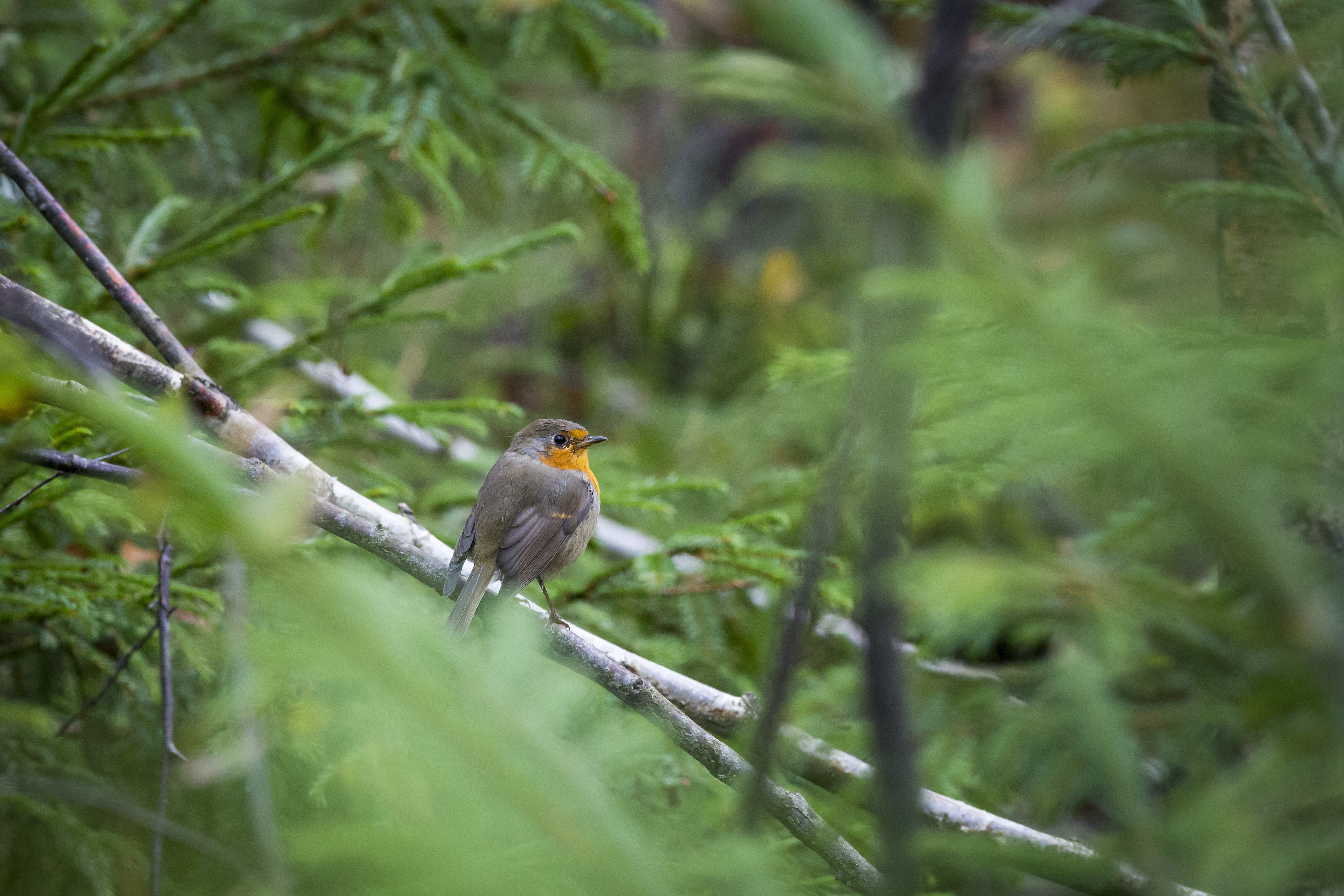 Sortie Nature : A la découverte des oiseaux forestiers