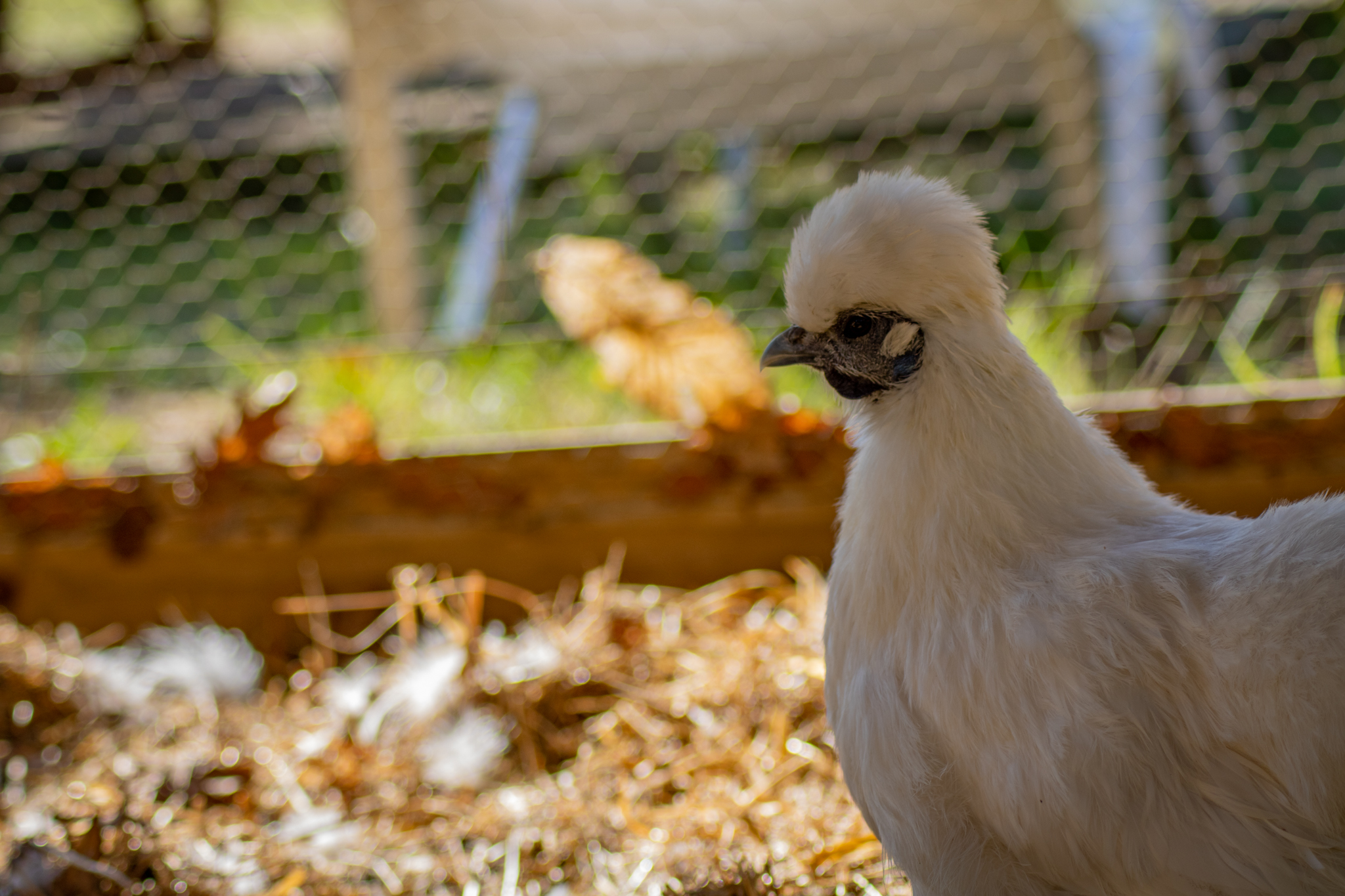 Cabane sur pilotis - Camping Landes Azur, Azur - photo 4