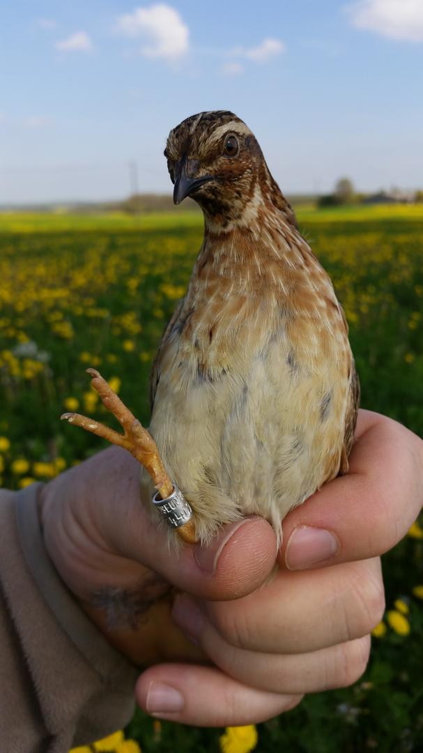 Sur les Chemins du Périgord - A l'affut de la faune sauvage de Verteillac