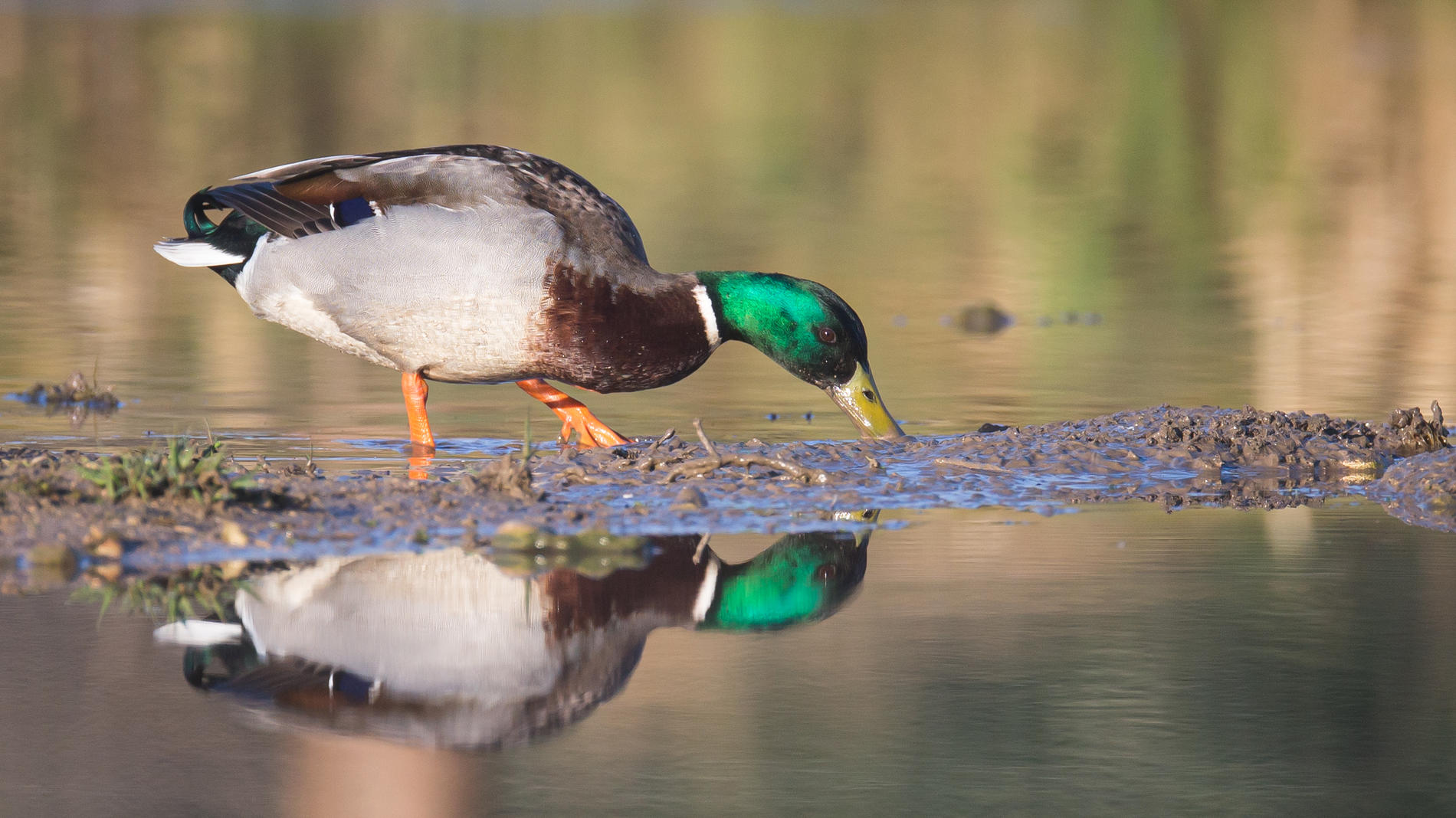 De Piégut-Pluviers à l'Etang Grolhier
