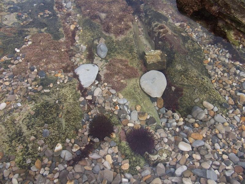 Le cantonnement de pêche