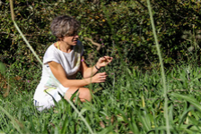 Village des Sciences - Balade botanique “Plantes du littoral : histoires, usages et découvertes”