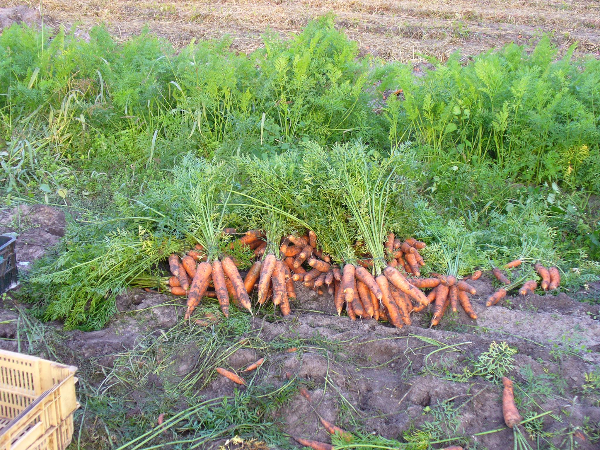 EARL Casty — Producteurs & Artisans à Landes